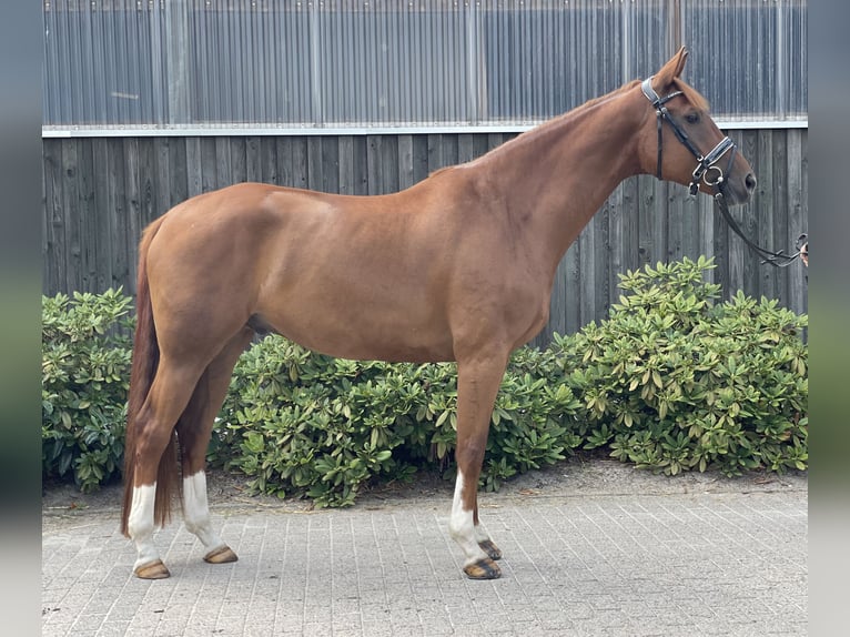 Hanoverian Gelding 7 years 16,1 hh Chestnut-Red in Wahrenholz