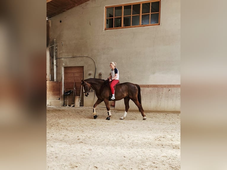 Hanoverian Gelding 7 years 16.1 hh Chestnut in Marktoberdorf