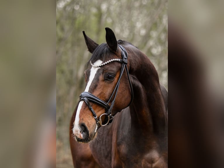 Hanoverian Gelding 7 years 16.2 hh Bay-Dark in Riedstadt