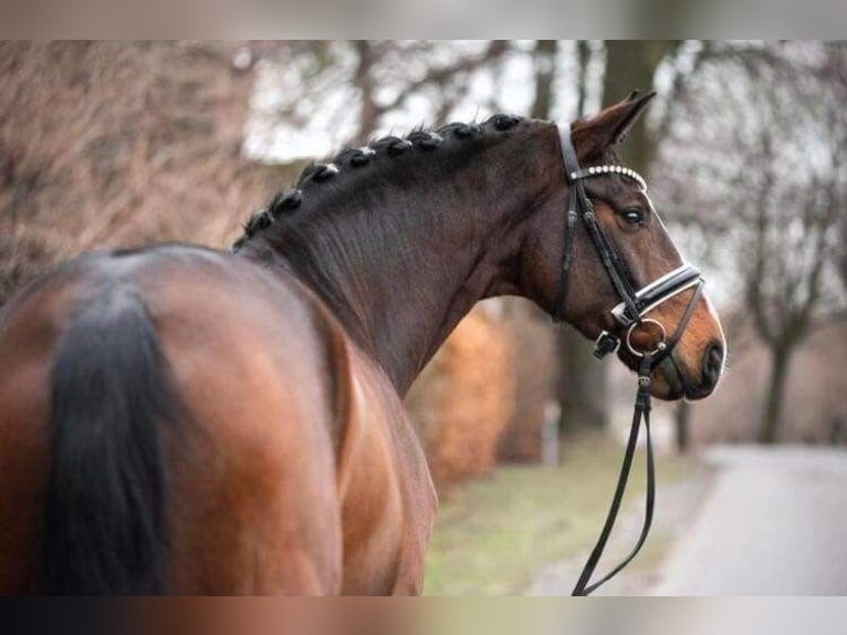 Hanoverian Gelding 7 years 16,2 hh Bay-Dark in Pelmberg