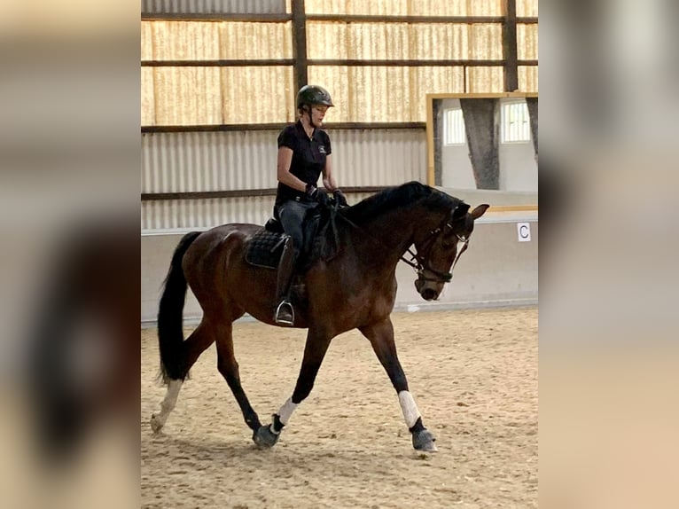 Hanoverian Gelding 7 years 16,2 hh Bay-Dark in Pelmberg