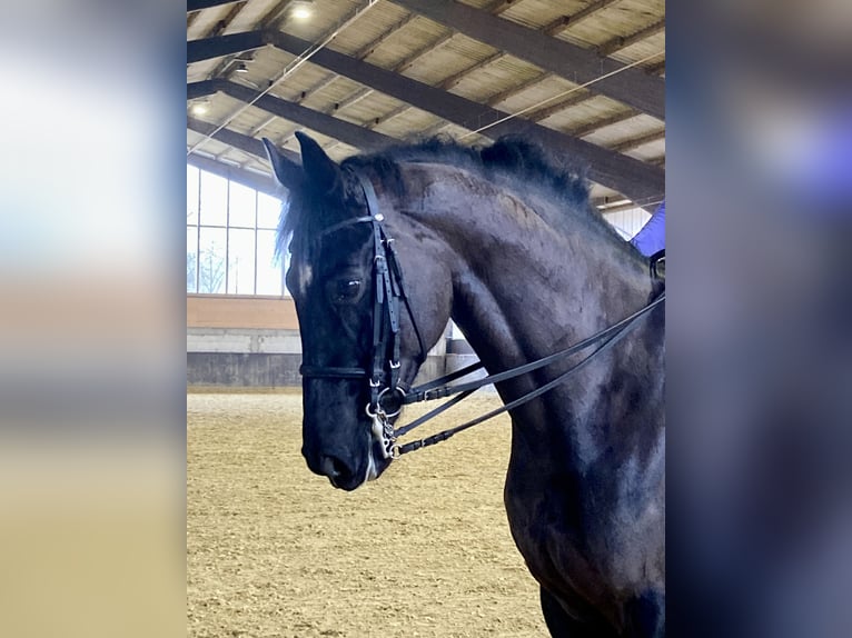 Hanoverian Gelding 7 years 16,2 hh Black in Balve