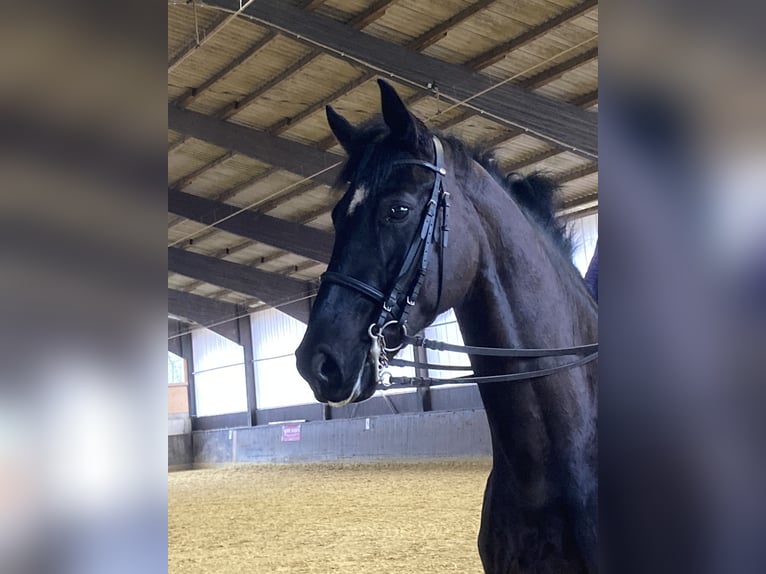 Hanoverian Gelding 7 years 16,2 hh Black in Balve