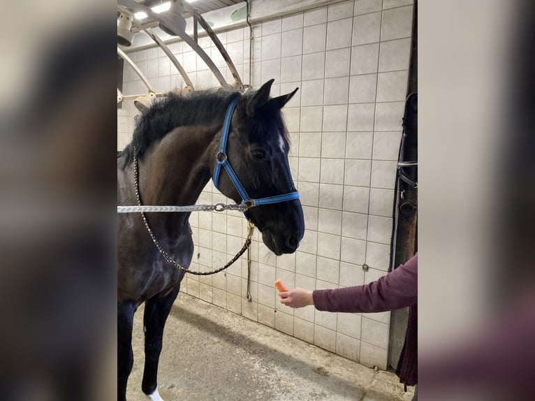 Hanoverian Gelding 7 years 16,2 hh Black in Balve