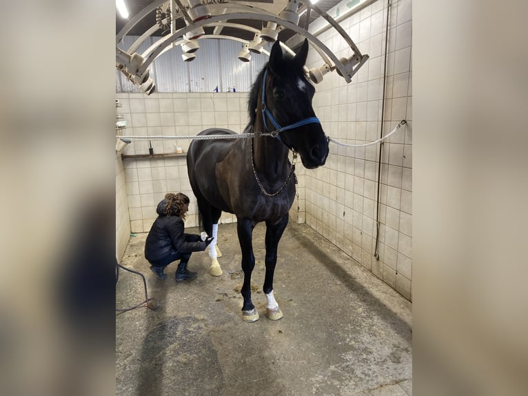 Hanoverian Gelding 7 years 16,2 hh Black in Balve