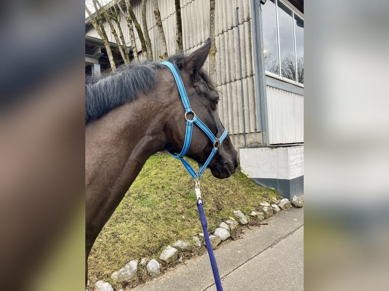 Hanoverian Gelding 7 years 16,2 hh Black in Balve