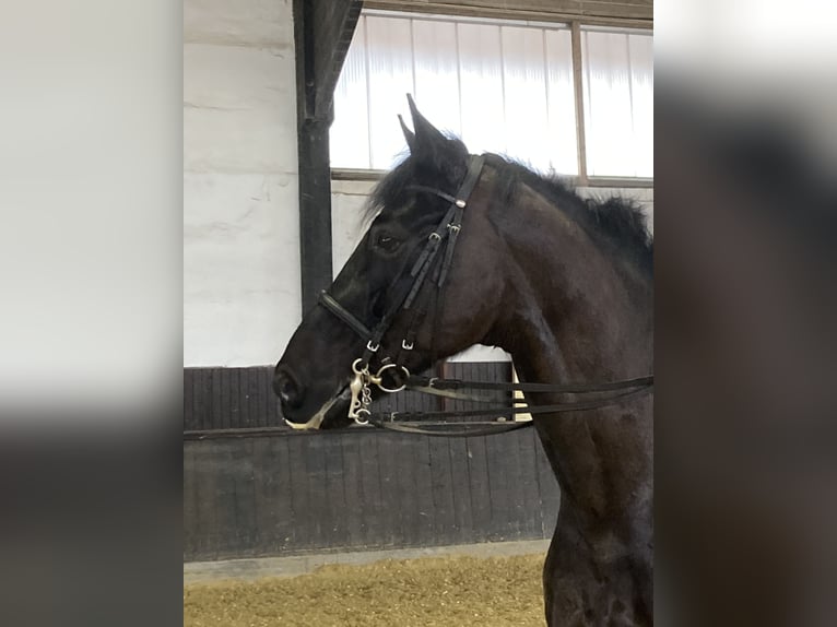 Hanoverian Gelding 7 years 16,2 hh Black in Balve