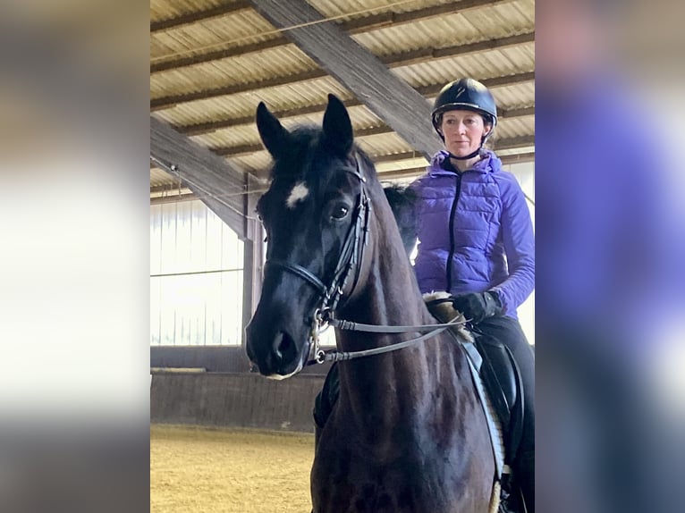 Hanoverian Gelding 7 years 16,2 hh Black in Balve