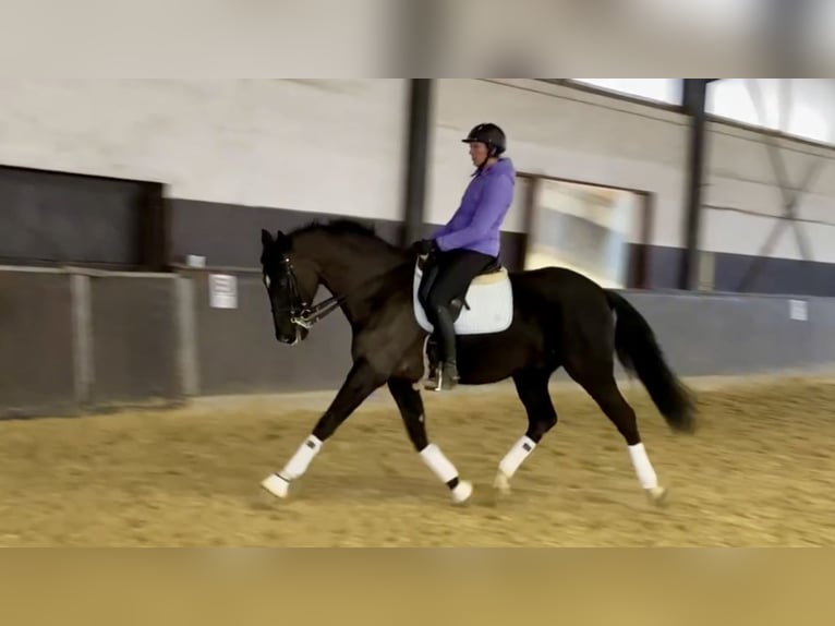 Hanoverian Gelding 7 years 16,2 hh Black in Balve