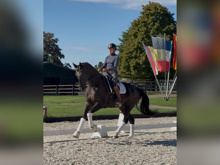 Hanoverian Gelding 7 years 16.2 hh Black in Sankt Vith