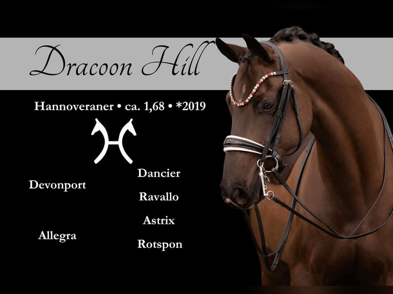 Hanoverian Gelding 7 years 16.2 hh Black in Wehringen