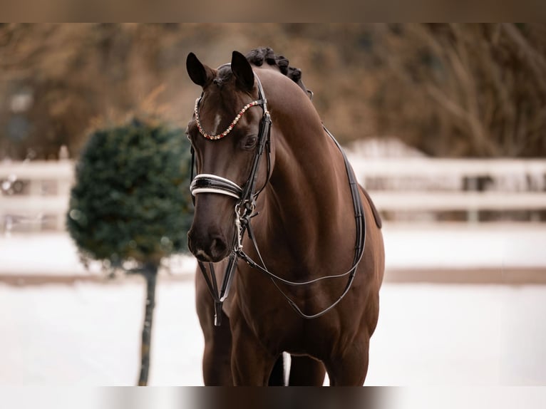 Hanoverian Gelding 7 years 16.2 hh Black in Wehringen