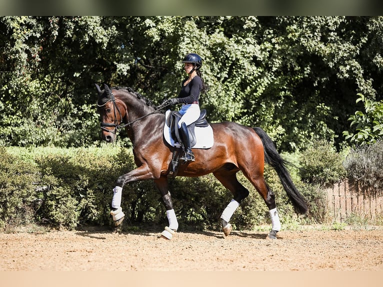 Hanoverian Gelding 7 years 16.2 hh Brown in Riedstadt