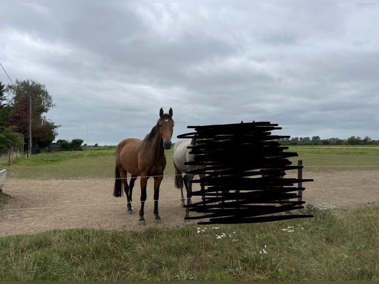 Hanoverian Gelding 7 years 16.2 hh Brown in Bergisch Gladbach