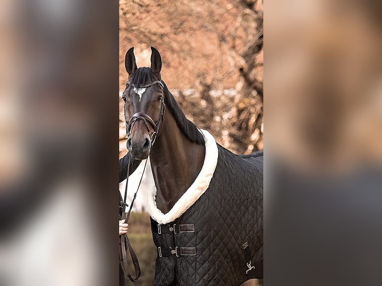 Hanoverian Gelding 7 years 16,2 hh Brown in Wörnitz