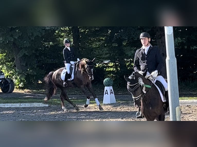 Hanoverian Gelding 7 years 16.2 hh Chestnut in Schaffhausen