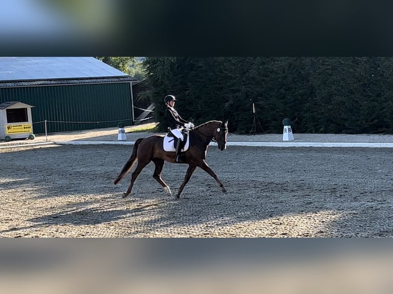 Hanoverian Gelding 7 years 16.2 hh Chestnut in Schaffhausen