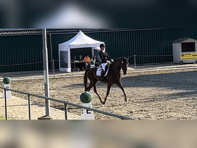 Hanoverian Gelding 7 years 16.2 hh Chestnut in Schaffhausen