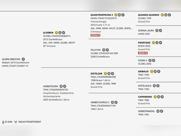 Hanoverian Gelding 7 years 16.2 hh Chestnut in Brest