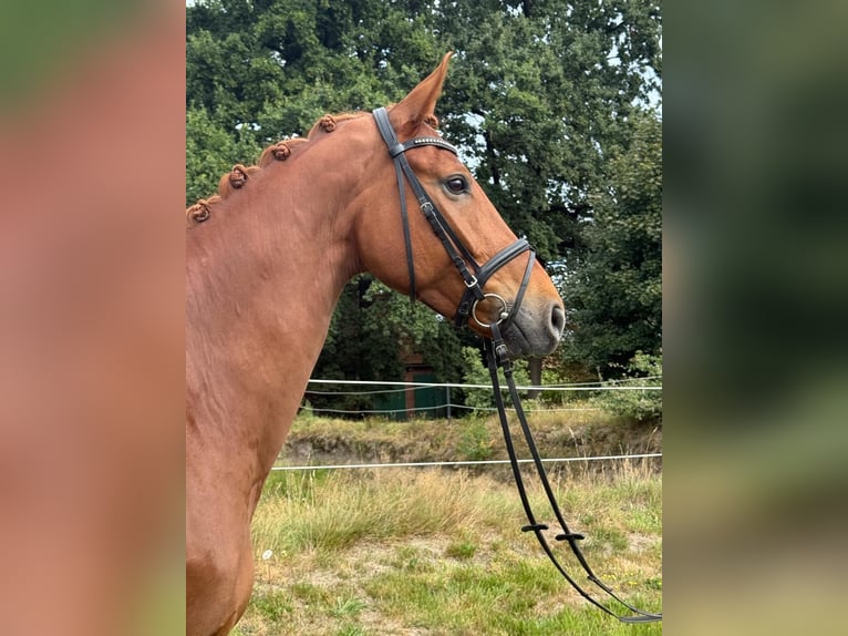 Hanoverian Gelding 7 years 16.2 hh Chestnut-Red in Bassum