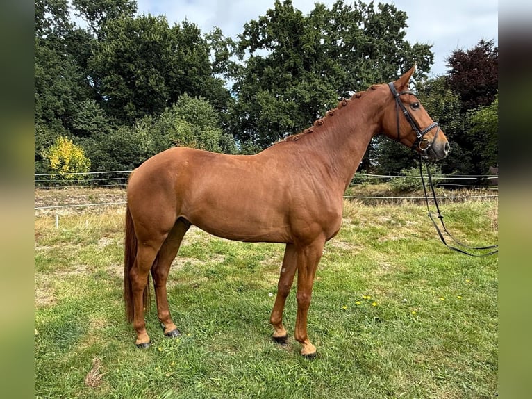 Hanoverian Gelding 7 years 16.2 hh Chestnut-Red in Bassum