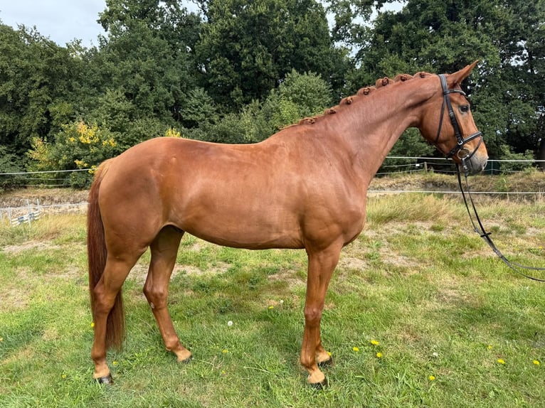 Hanoverian Gelding 7 years 16.2 hh Chestnut-Red in Bassum