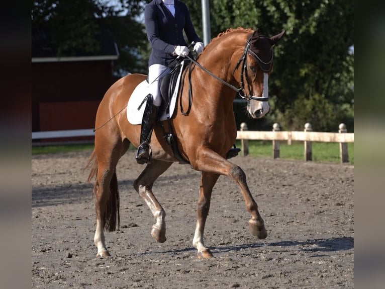 Hanoverian Gelding 7 years 16.2 hh Chestnut-Red in Hohenfelde