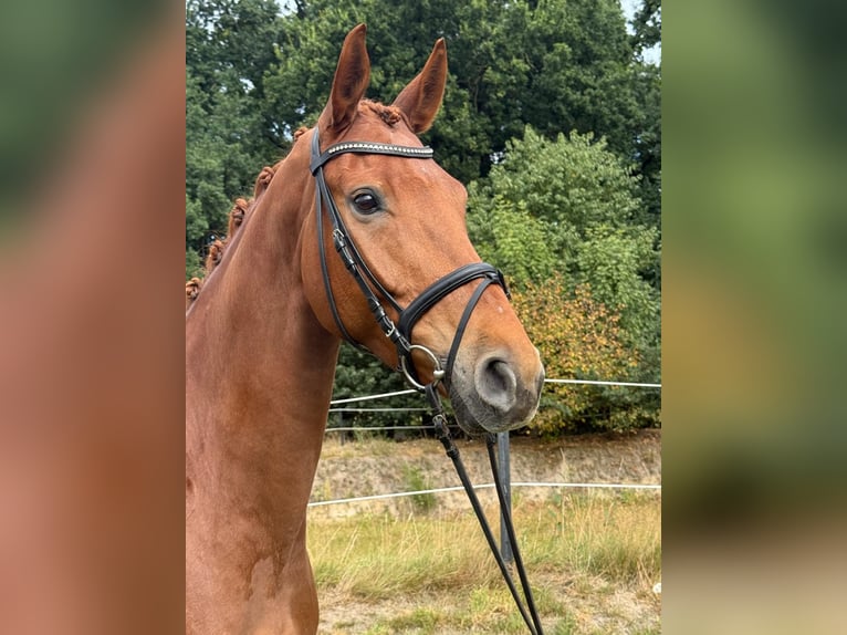 Hanoverian Gelding 7 years 16.2 hh Chestnut-Red in Bassum