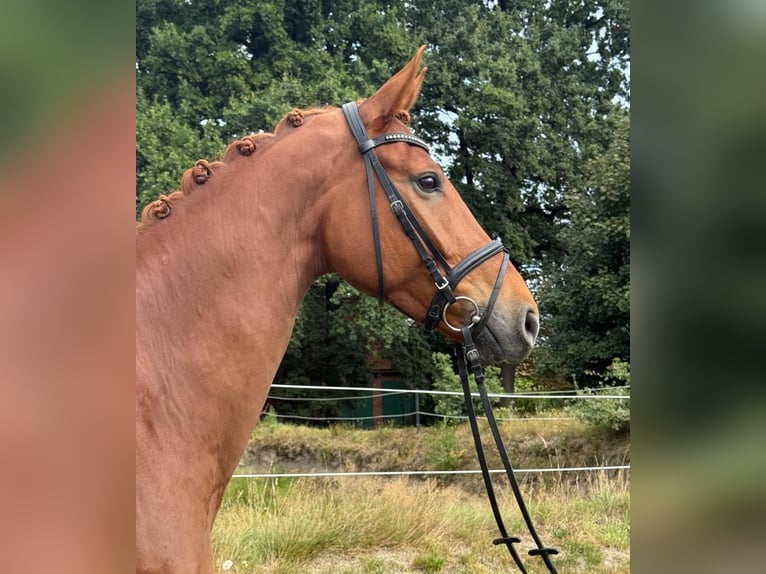 Hanoverian Gelding 7 years 16.2 hh Chestnut-Red in Bassum