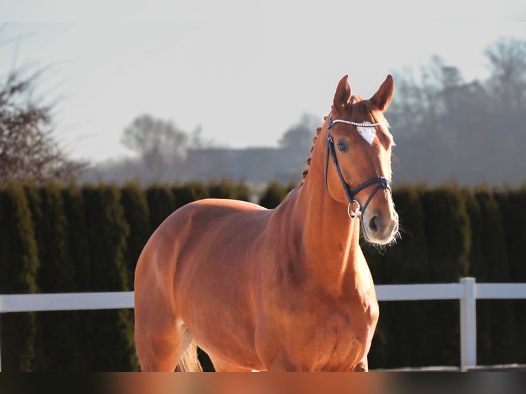 Hanoverian Gelding 7 years 16,2 hh Chestnut-Red in Schwäbisch Hall