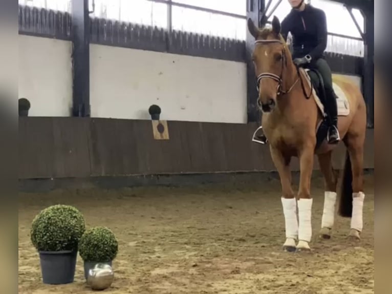 Hanoverian Gelding 7 years 16,2 hh Chestnut-Red in Siedenburg