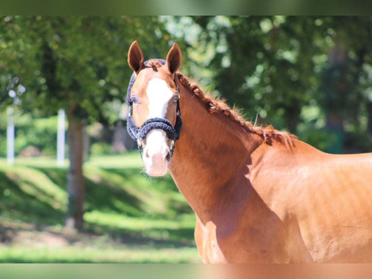 Hanoverian Gelding 7 years 16,2 hh Chestnut-Red in Darmstadt