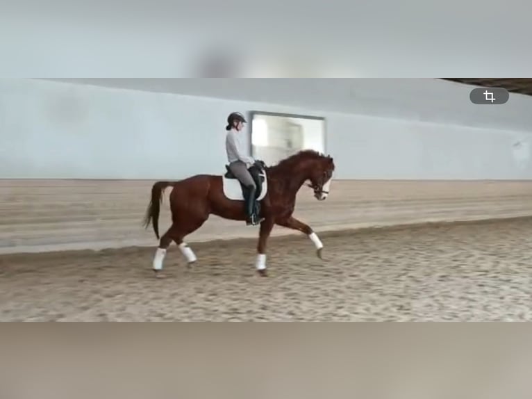 Hanoverian Gelding 7 years 16.2 hh Chestnut-Red in Perchtoldsdorf