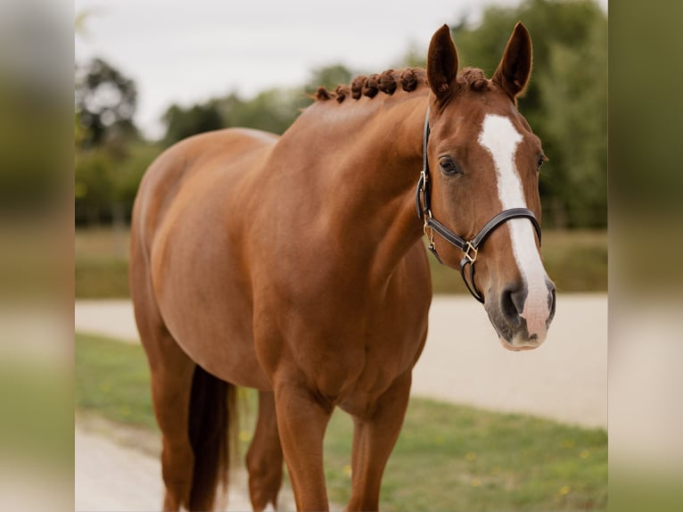 Hanoverian Gelding 7 years 16.2 hh Chestnut-Red in Yvelines