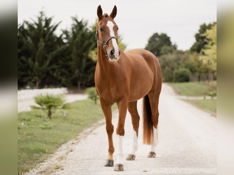 Hanoverian Gelding 7 years 16.2 hh Chestnut-Red in Yvelines