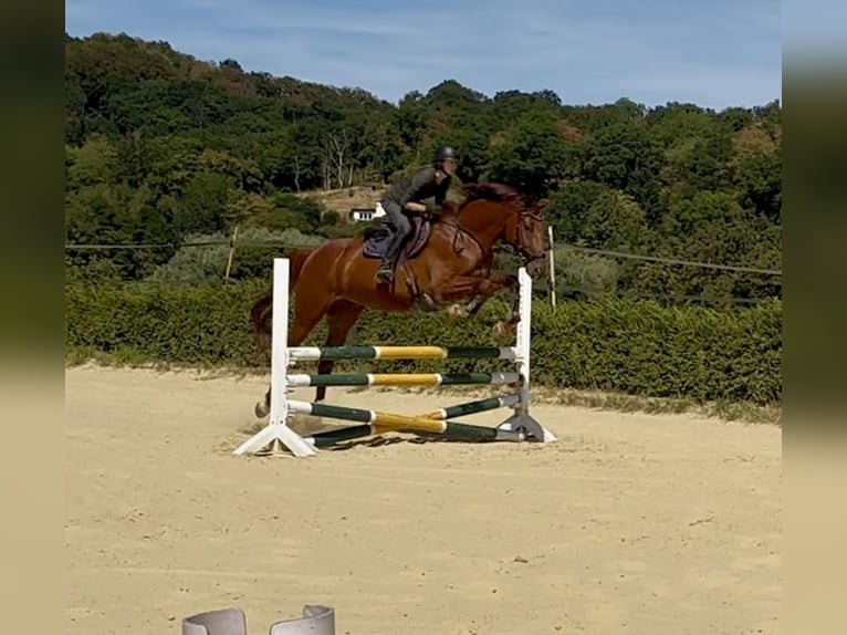 Hanoverian Gelding 7 years 16.2 hh Chestnut-Red in Heiligenhaus