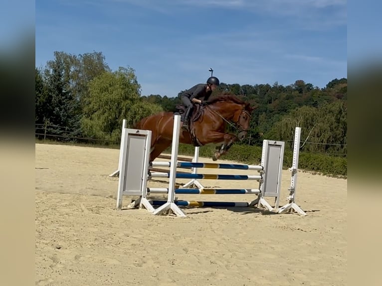 Hanoverian Gelding 7 years 16.2 hh Chestnut-Red in Heiligenhaus