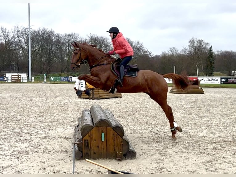 Hanoverian Gelding 7 years 16.2 hh Chestnut-Red in Heiligenhaus