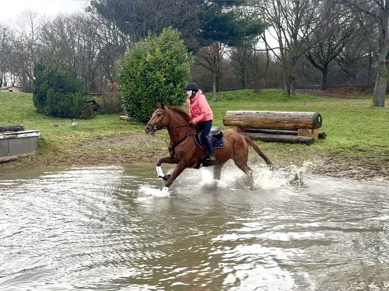 Hanoverian Gelding 7 years 16.2 hh Chestnut-Red in Heiligenhaus