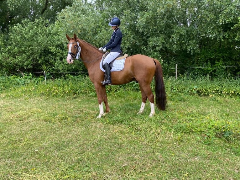 Hanoverian Gelding 7 years 16,2 hh in Kutenholz