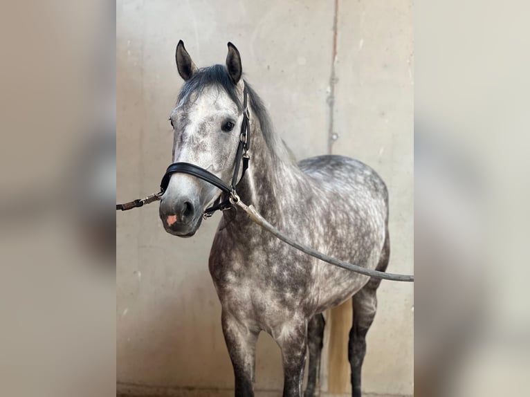 Hanoverian Gelding 7 years 16,2 hh Gray-Dapple in Röttingen