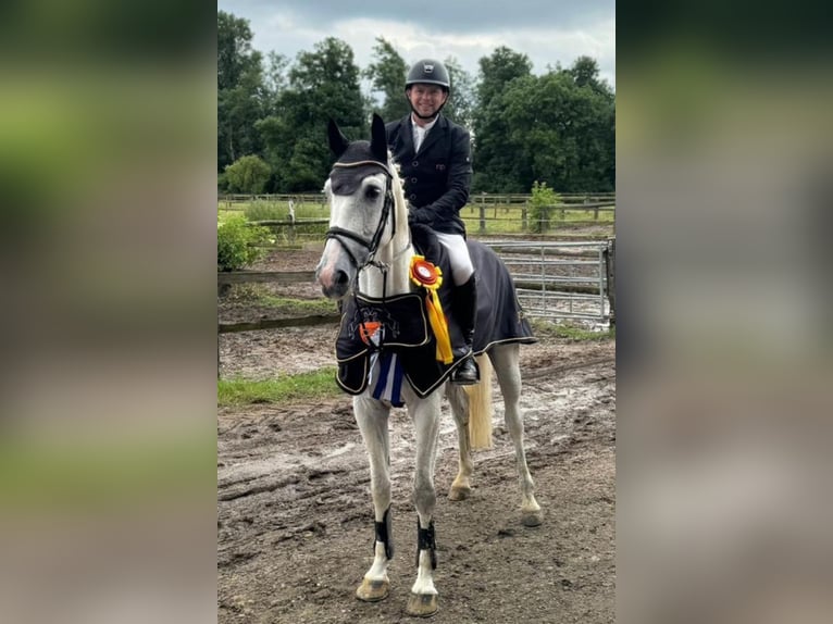 Hanoverian Gelding 7 years 16,2 hh Gray in Willich