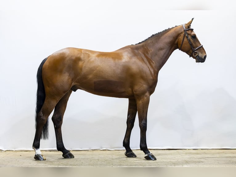 Hanoverian Gelding 7 years 16.2 hh  in Waddinxveen