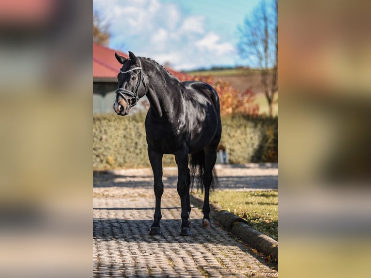 Hanoverian Gelding 7 years 16.2 hh Smoky-Black in Bodenkirchen