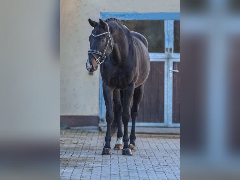Hanoverian Gelding 7 years 16.2 hh Smoky-Black in Bodenkirchen