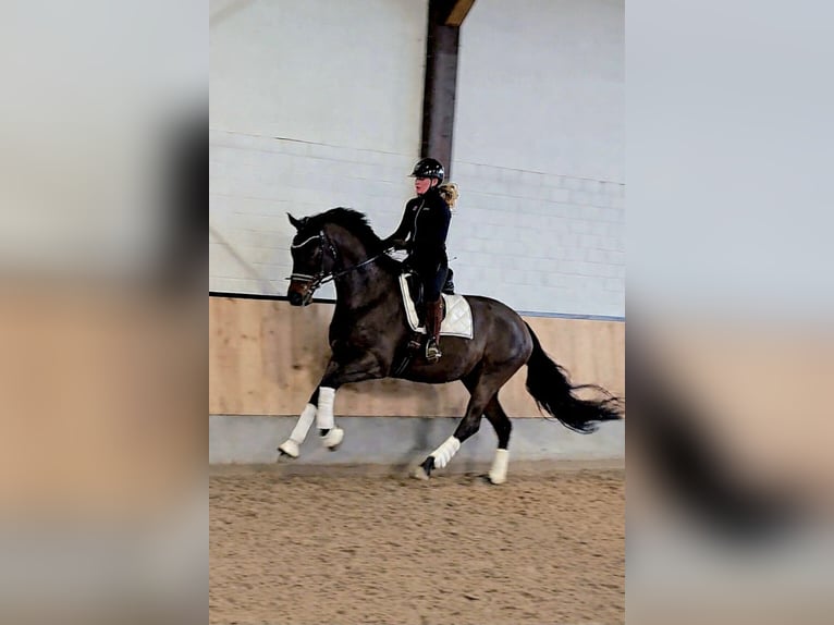 Hanoverian Gelding 7 years 16.2 hh Smoky-Black in Kempen