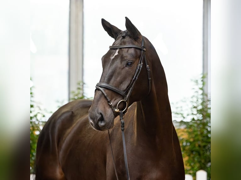 Hanoverian Gelding 7 years 16.2 hh Smoky-Black in Verden