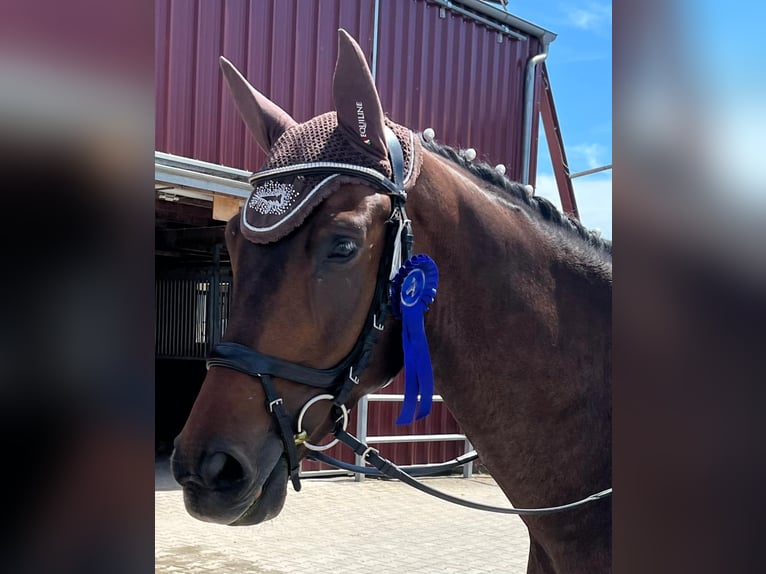 Hanoverian Gelding 7 years 16,3 hh Bay-Dark in Niedereschach