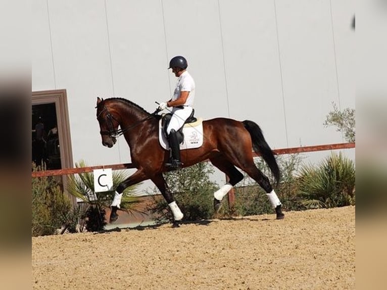 Hanoverian Gelding 7 years 16,3 hh Bay in Malaga