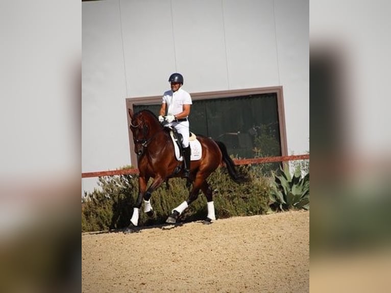 Hanoverian Gelding 7 years 16,3 hh Bay in Malaga